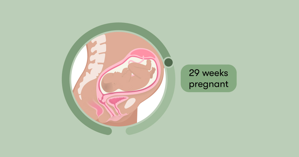 29 weeks pregnant: Symptoms, tips, and baby development